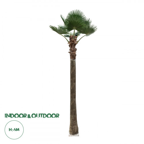 GloboStar® Artificial Garden PLANT PALM TREE 21057 Διακοσμητικό Δέντρο Φοίνικα Φ240 x Υ600cm GloboStar® Artificial Garden PLANT PALM TREE 21057 Διακοσμητικό Δέντρο Φοίνικα Φ240 x Υ600cm